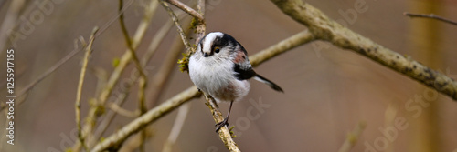 Long-tailed tit // Schwanzmeise  (Aegithalos caudatus) photo