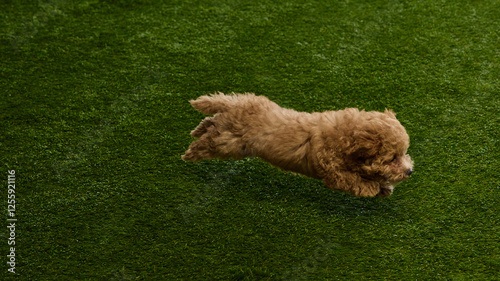 Adorable act give dog, small Maltipoo puppy with brown curly fur joyfully running on grassy surface, playing outdoors. Concept of domestic animal, health, care, grooming. Pet products ads photo