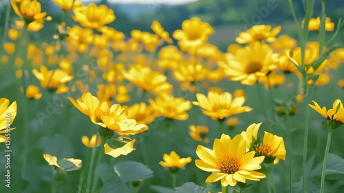Golden field of blossoming yellow flowers in gentle breeze