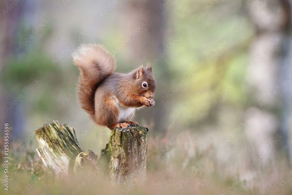 A Red Squirrel eating a nut on a woodland log. A Red Squirrel eating a nut on a woodland log.