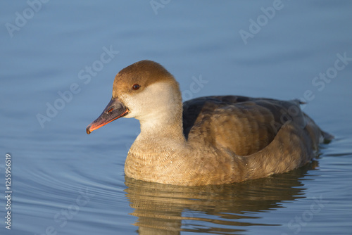 A female red crested Pochard swimming in the water