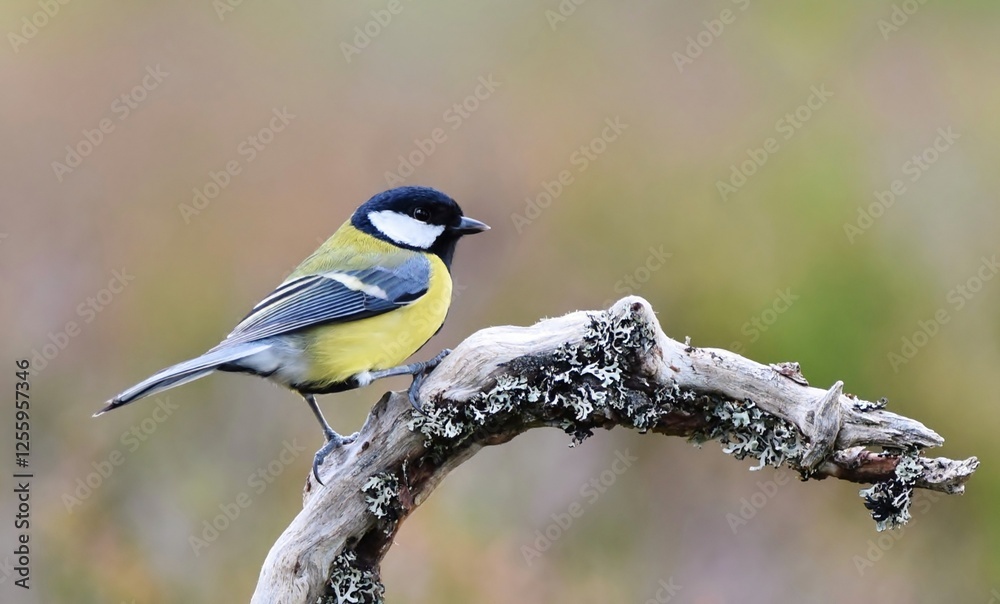 Obraz premium A single Great Tit perched on a lichen covered branch.