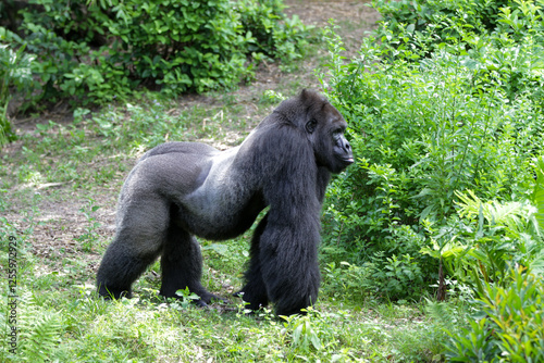Mountain gorilla in Santo Domingo's Zoo.