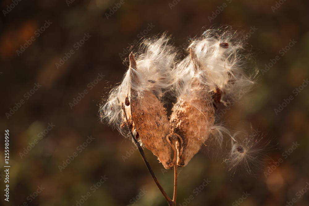 Common milkweed (Asclepias syriaca L.) plant pod Common milkweed (Asclepias syriaca L.) plant pod