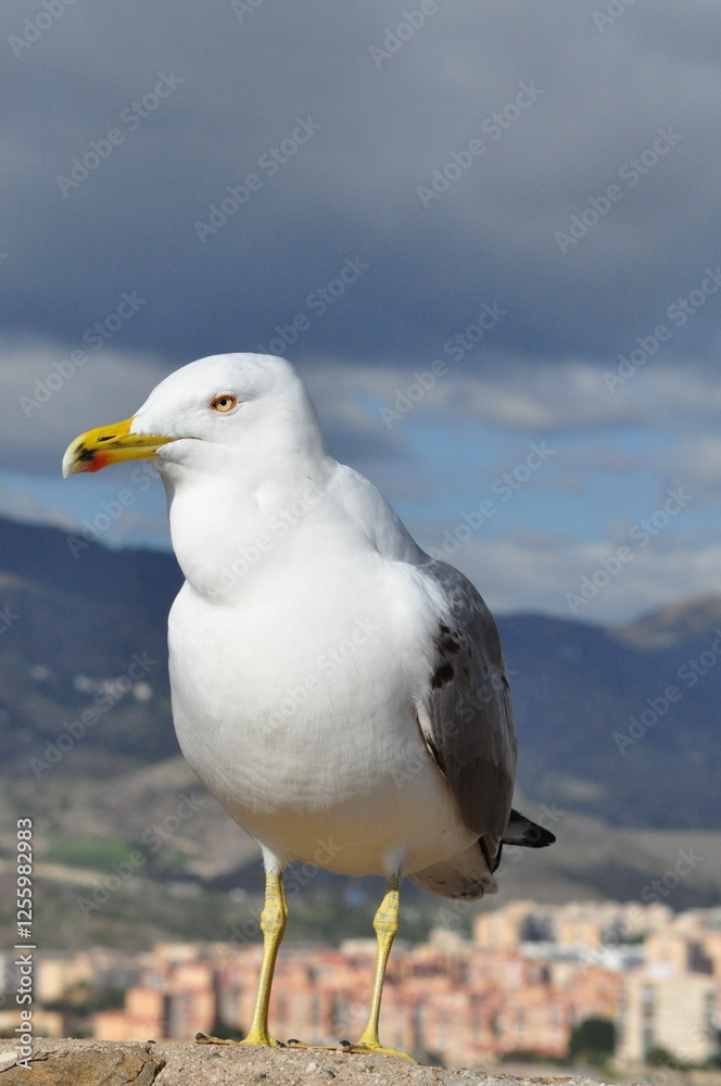 A seagull stands gracefully on a sunlit stone wall A seagull stands gracefully on a sunlit stone wall