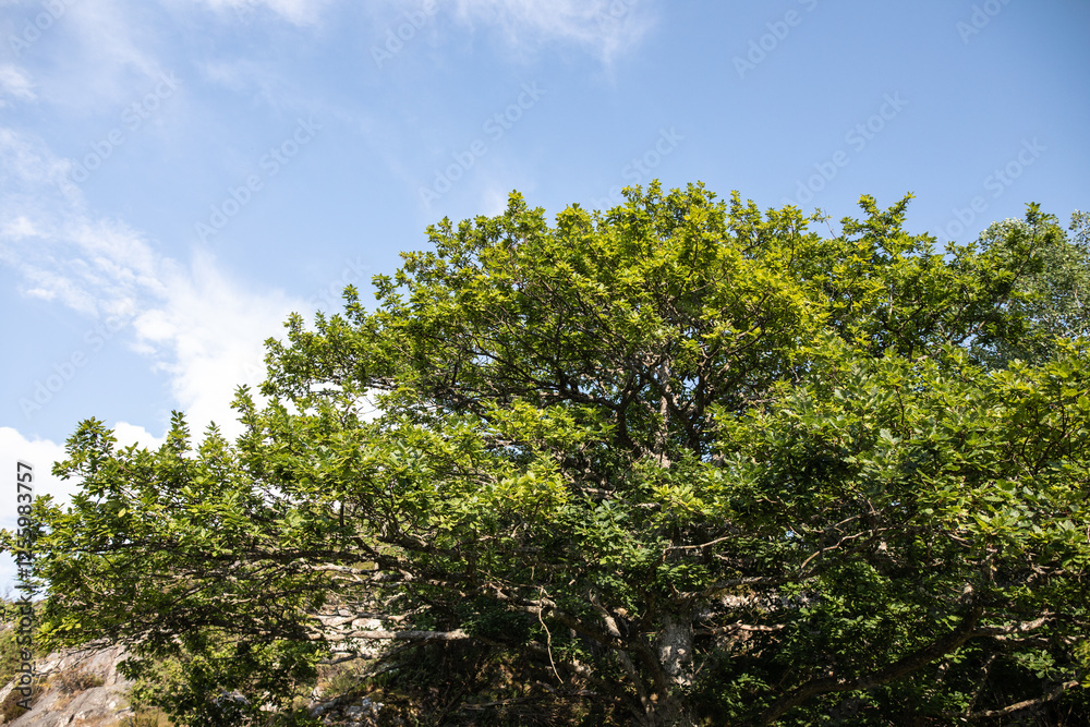 green tree branches green tree branches