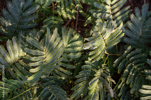 Fir Tree