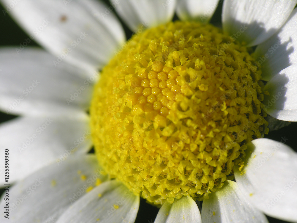 Obraz premium Giardino