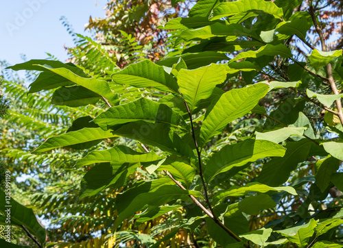 Dark green leaves on an Asimina triloba or papaya branch against a blurred background of Rhus typhina (Staghorn sumac, Anacardiaceae) leaves. Selective focus. Close-up. Nature concept for design. photo