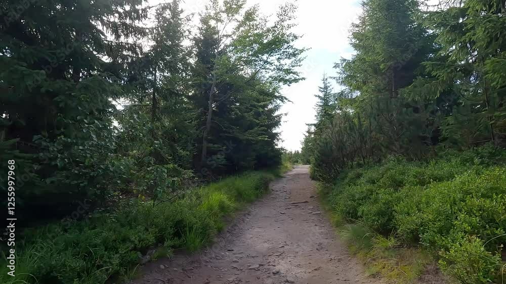 Hiking trail with spruce forest around on Malinow hill in Beskid Slaski mountains in Poland during summer morning
Hiking trail with spruce forest around on Malinow hill in Beskid Slaski mountains in Poland during summer morning