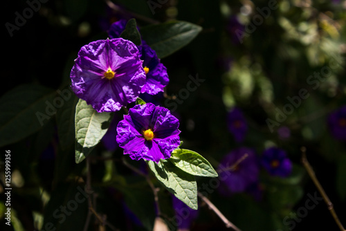 Vibrant purple flowers of a Tasmanian kangaroo apple (Solanum laciniatum) against a dark background photo