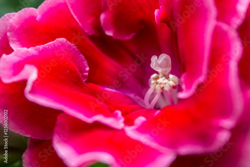 Close up of the stigma and stamen of a red gloxinia flower. Red gloxinia flowers symbolise passion. photo