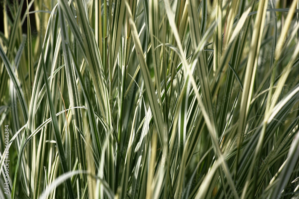 Obraz premium Very beautiful grass of a cereal molinia with longitudinal strips on leaves.