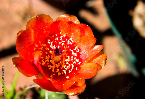 Close-up of a beautiful scarlet flower of a Austrocylindropuntia verschaffeltii cactus, commonly known as an Eve’s Needle cactus photo