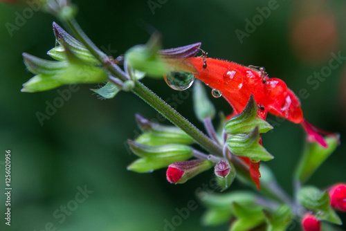 Close-up of a red flower of a scarlet sage, covered in dewdrops and ants drinking from the water droplets