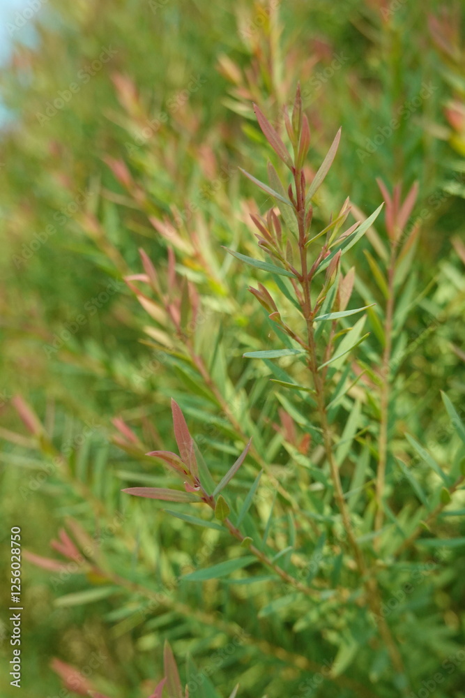 Melaleuca bracteata macro leaves small world Melaleuca bracteata macro leaves small world