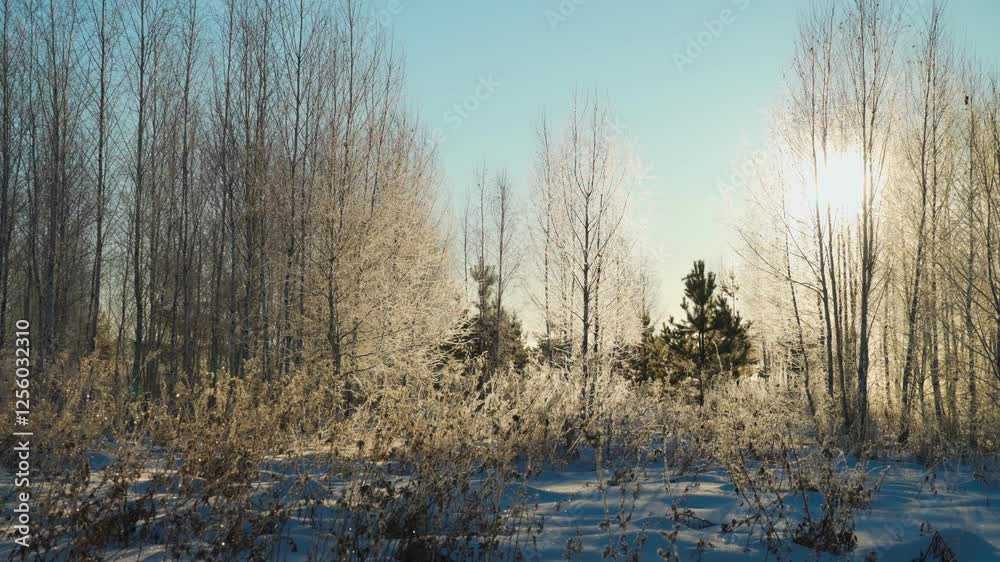 Winter forest on a frosty morning, sun rays, vegetation in frost. The beauty of winter nature. Winter forest on a frosty morning, sun rays, vegetation in frost. The beauty of winter nature.
