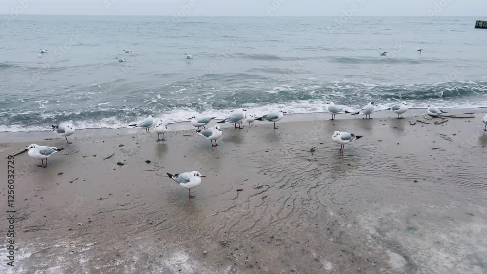 Seagulls gracefully move on misty beach shoreline, enjoying the calm atmosphere Seagulls gracefully move on misty beach shoreline, enjoying the calm atmosphere