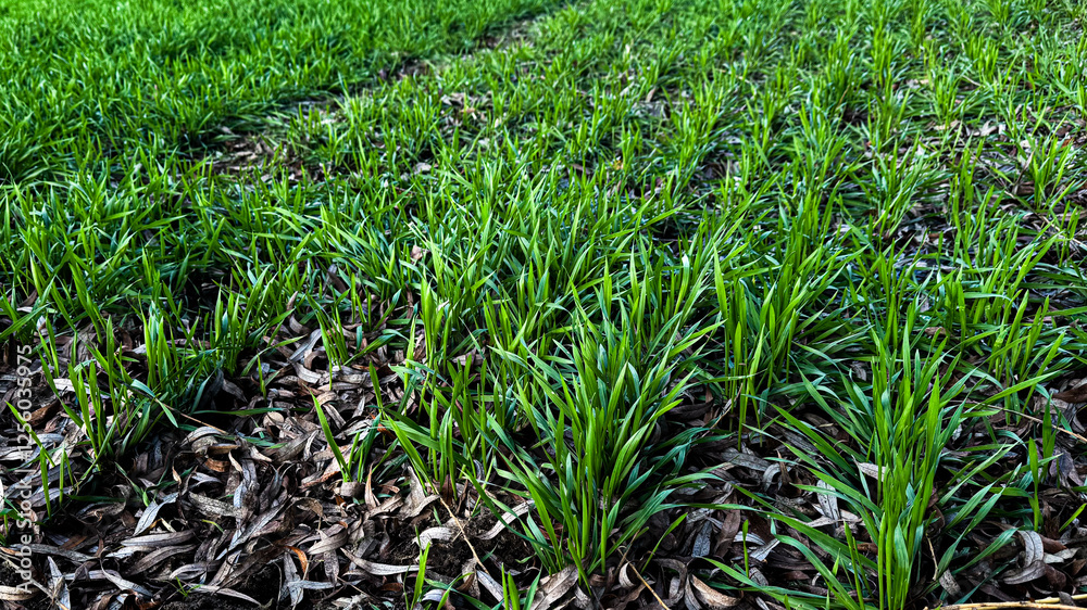 Obraz premium Panoramic view of early spring landscape on sunny day with green winter wheat field. Agricultural crops in warm snowless winter. Winter sowing of grain crops