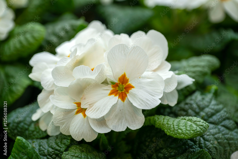 Obraz premium Blumenladen