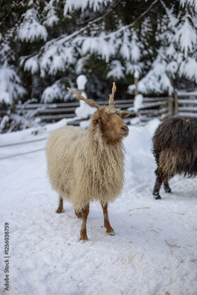 Fototapeta premium Cute animal in the winter park