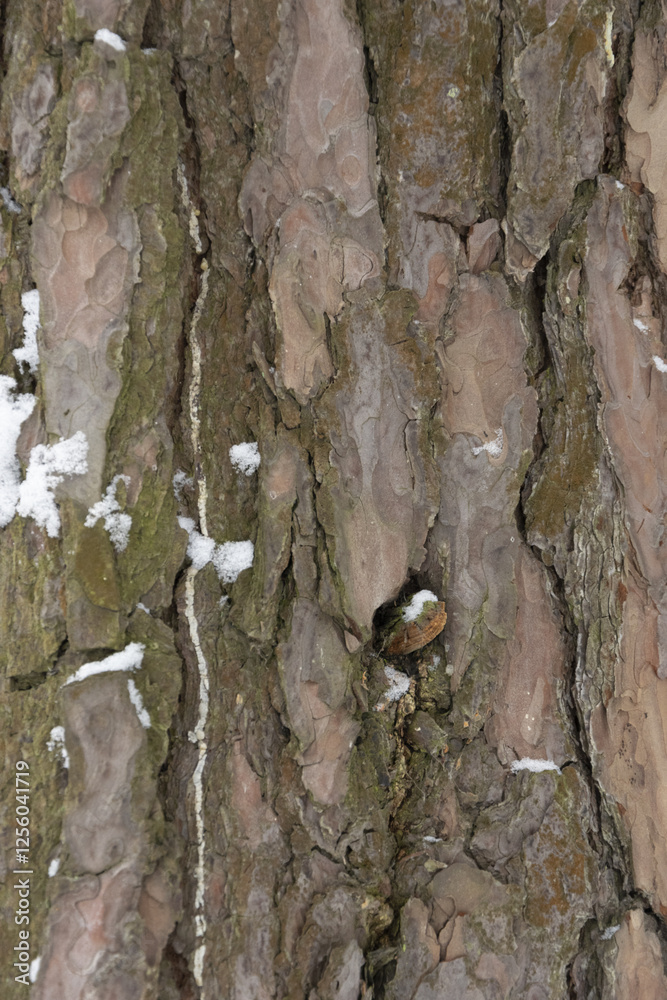 Winter Pine Bark: Natural Texture with Snow Winter Pine Bark: Natural Texture with Snow