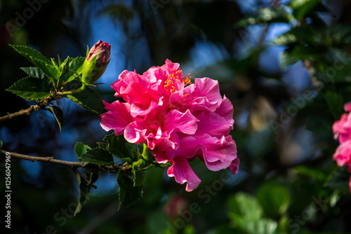 A Hibuscus Flower and flower bud of a double pink cultivar of Hibiscus rosa-sinensis on a sunny day photo