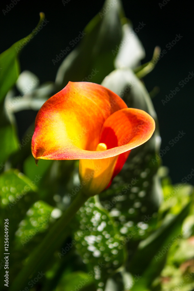A beautiful orange coloured dwarf Calla lily A beautiful orange coloured dwarf Calla lily
