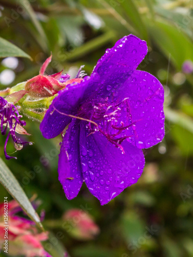 The large purple flower of a Tibouchina, covered in waterdroplets, in a garden in Magoebaskloof, South Africa. photo