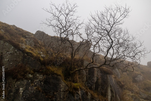 Lone tree growing out of rock face in misty mountains photo