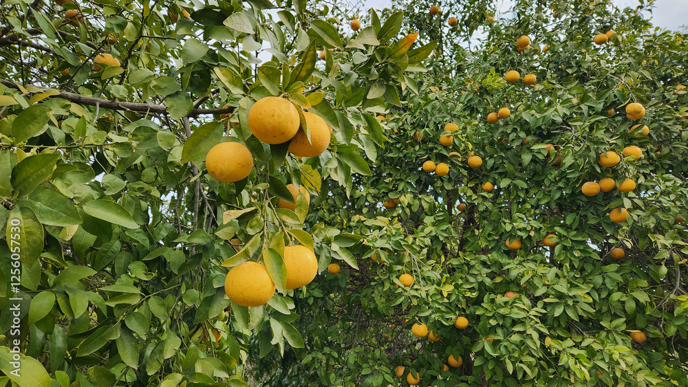 Frutis of the oroblanco, oro blanco, or sweetie is a citrus hybrid, resulting from a cross between an acidless pomelo and a Marsh grapefruit. Frutis of the oroblanco, oro blanco, or sweetie is a citrus hybrid, resulting from a cross between an acidless pomelo and a Marsh grapefruit.