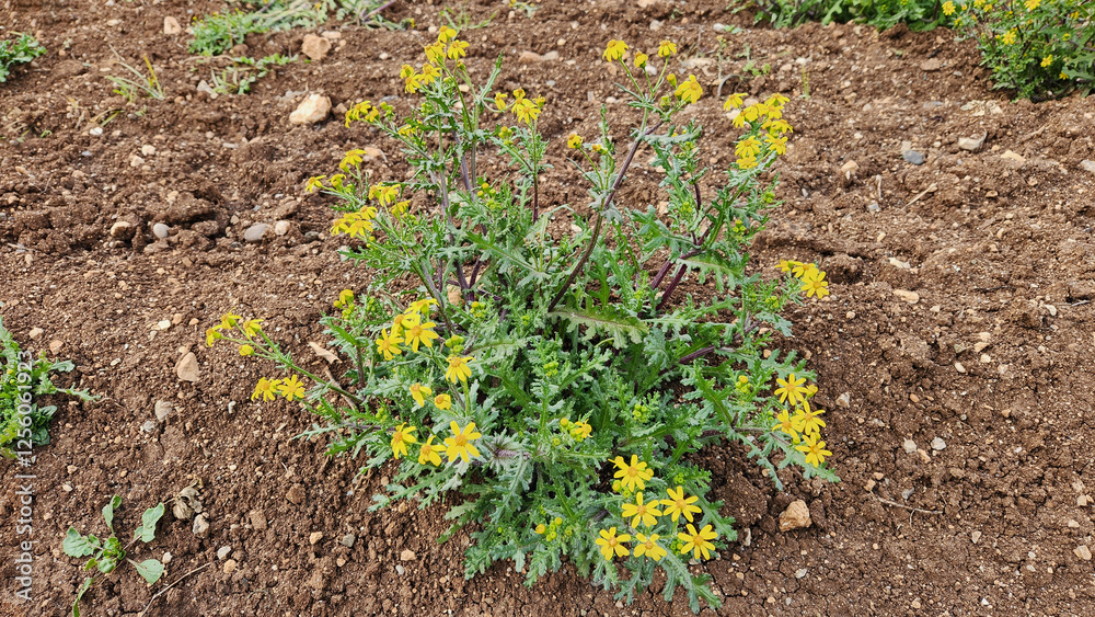 Eastern groundsel (Senecio vernalis), growing as a weed in an olive grove, blooms in the middle of winter. Eastern groundsel (Senecio vernalis), growing as a weed in an olive grove, blooms in the middle of winter.