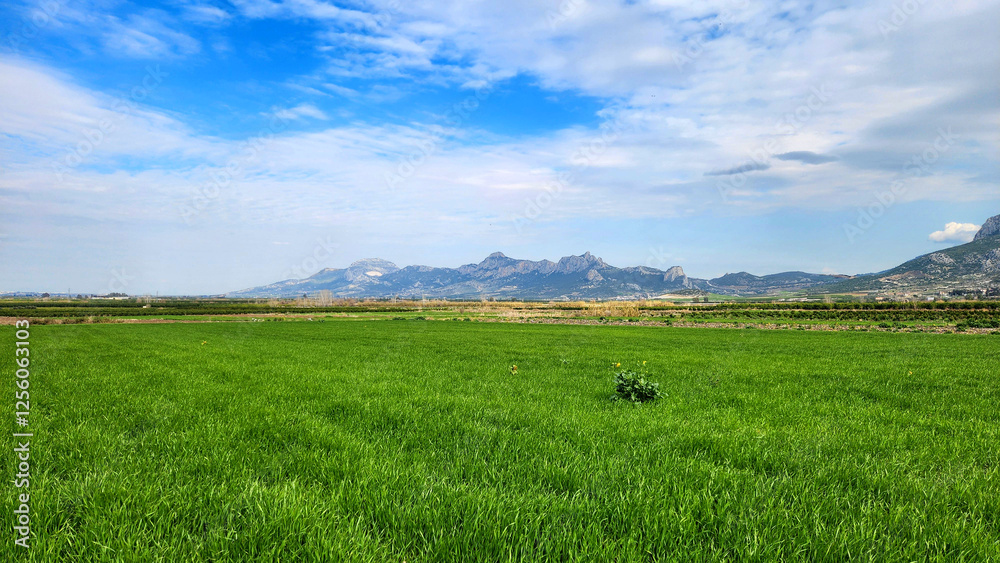 In the heart of winter, a captivating wheat field with shades of green under a blue sky with white clouds In the heart of winter, a captivating wheat field with shades of green under a blue sky with white clouds