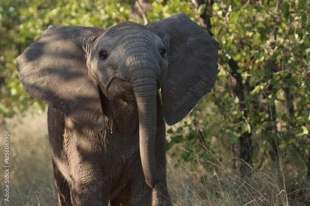 Fototapeta premium Afrikanischer Elefant / African elephant / Loxodonta africana