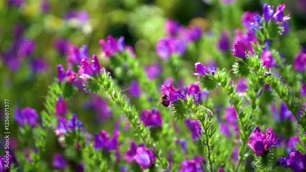 Slow motion of springtime flowers and bees in early morning light Slow motion of springtime flowers and bees in early morning light