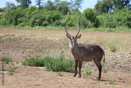 Wasserbock / Waterbuck / Kobus ellipsiprymnus photo