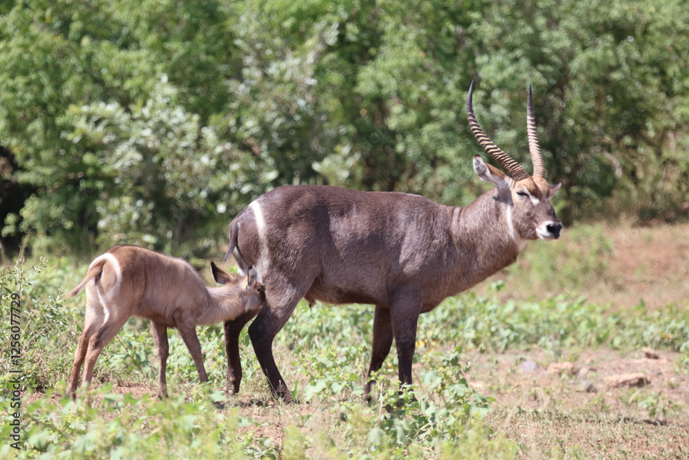 Wasserbock / Waterbuck / Kobus ellipsiprymnus.. Wasserbock / Waterbuck / Kobus ellipsiprymnus..