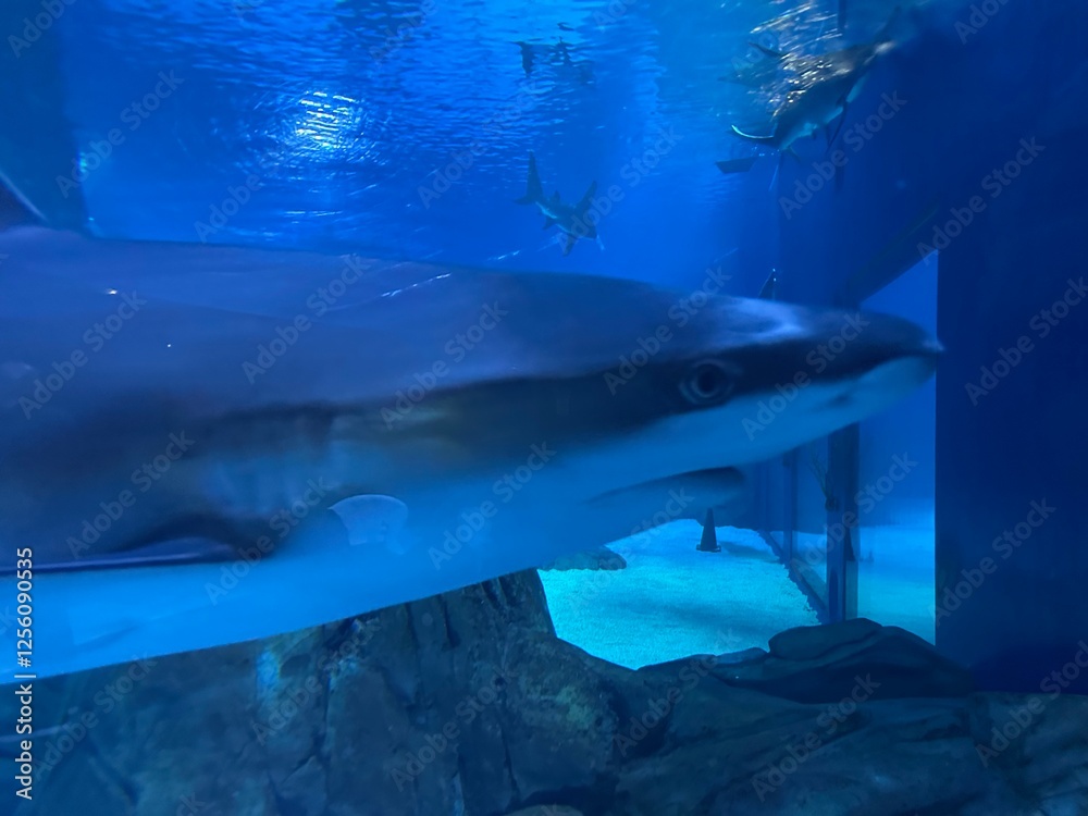 Naklejka premium Aquarium exhibit at the Georgia Aquarium