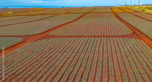 Neatly arranged pineapple fields with red soil, dirt paths, utility poles, wind turbines, and a distant ocean under a clear blue sky in Oahu, Hawaii. photo