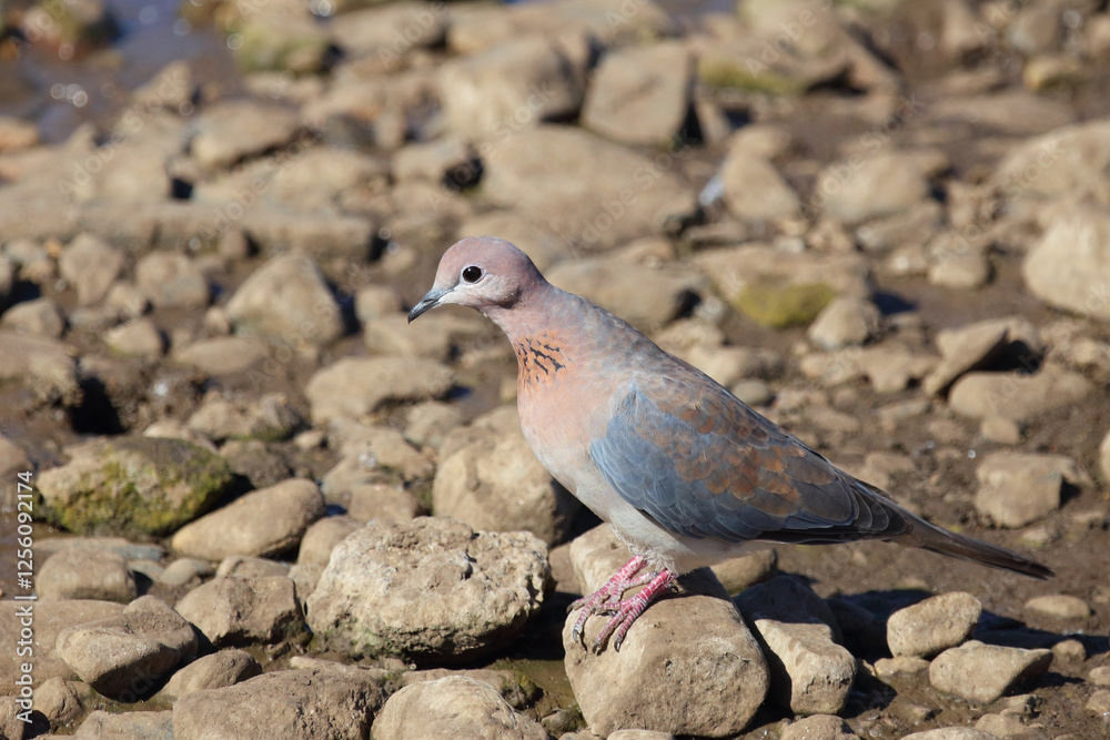 Fototapeta premium Palmtaube oder Senegaltaube / Laughing dove or Little brown dove / Stigmatopelia senegalensis uel Spilopelia senegalensis