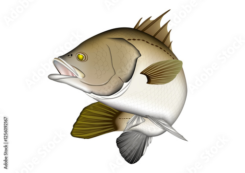 バラマンディ　イラスト　ベクター　(Barramundi)