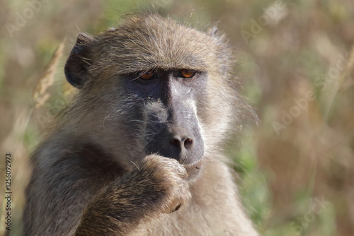 Bärenpavian / Chacma baboon / Papio ursinus
