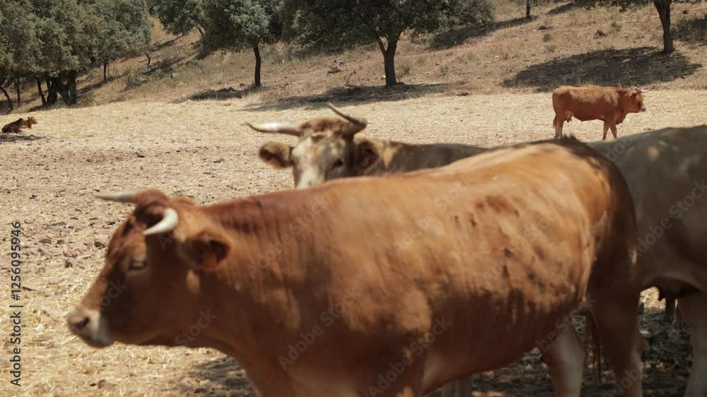 Close-Up of Cattle in a Rural Pasture with Dry Grass and Trees