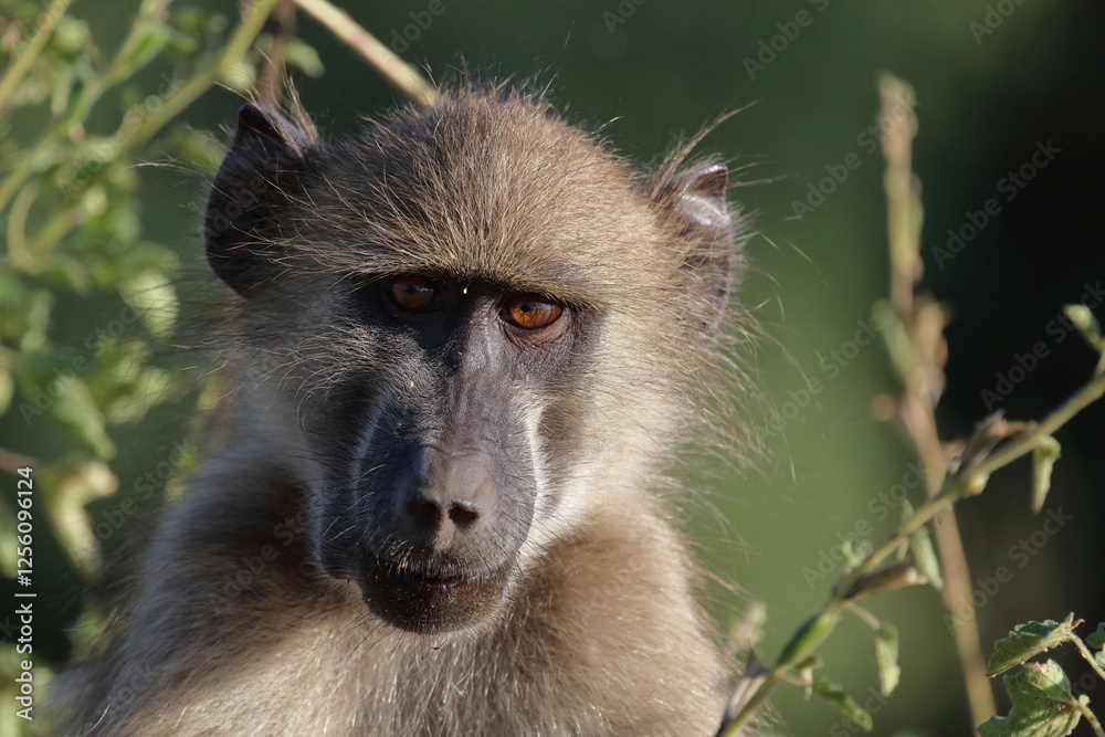 Bärenpavian / Chacma baboon / Papio ursinus Bärenpavian / Chacma baboon / Papio ursinus