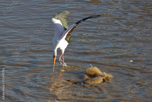 Nilkrokodil und Nimmersatt / Nile crocodile and Yellow-billed stork / Crocodylus niloticus et Mycteria ibis. photo