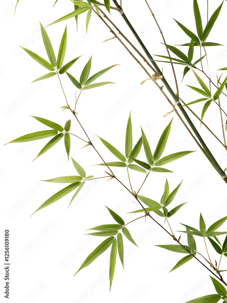Fototapeta premium Lush Bamboo Leaves Against a transparent Background