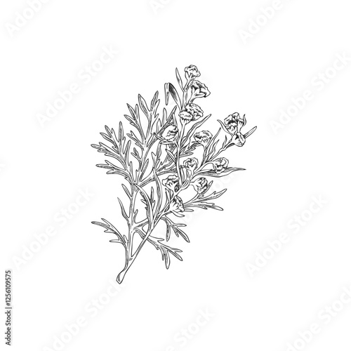 Wormwood blossom plant engraved vector sketch, sagebrush twig with flowers leaves, hand drawn Artemisia medicinal herb