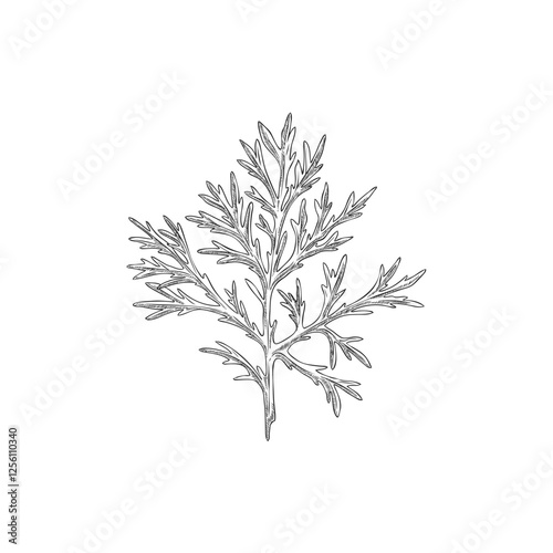 Wormwood plant engraved sketch vector icon, hand drawn sagebrush leaves, wild flower herbarium, Artemisia medical herb