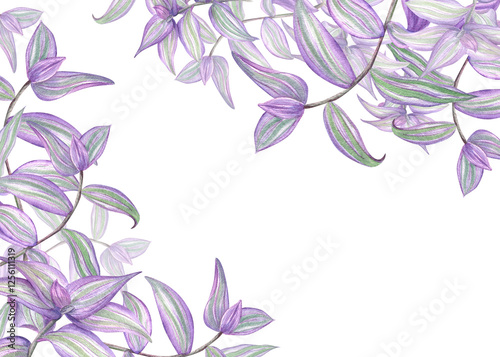 Purple green Tradescantia zebrina leaves watercolor horizontal frame. Tropical spiderwort creeper house plant illustration with empty space for text. For greeting card, invitation, label decor