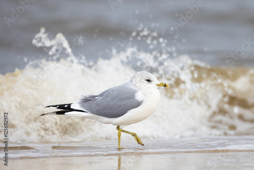 adult winter plumage Common Gull Larus canus on winter beach on Insel Usedom, Germany photo